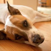 Dog and pet policies for condominiums